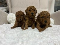 Muhteşem tüy yapısına sahip kore poodle yavrularımız