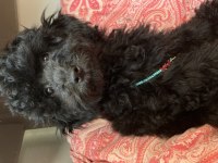 Poodle köpekler biz hazırız