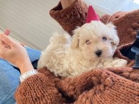 EŞSİZ BİR MALTİPOO DENEYİM İÇİN BİZİ ARAMADAN KARAR VERMEYİN
