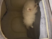 Pomeranian boo