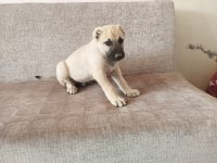 Üst düzey bir dişi bir erkek kangal yavrular