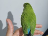 1 yaşında erkek sevda papağanı
