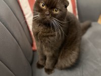 Erkek scottish fold kedime dişi kedi arıyoruz