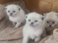 Nadir bulunan safkan Scottish Fold Bluepoint Bebeklerimiz