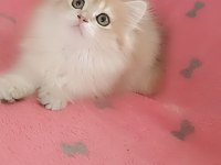 Full şecereli ny 12 dişi british longhair