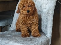 A kalite toy poodle kızımız