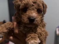 Orjinal Maltipoo yavrular