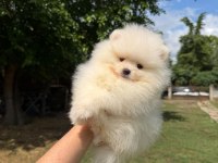 Orjinal Pomeranian Boo