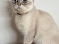 BRİTİSH SHORTHAİR KEDİLERİM