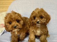 Cavapoo köpekler