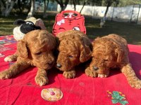 Poodle bebekler