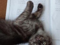 British shorthair yavrular ömürlük yuvalarına gitmeye hazır