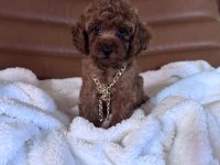 IRK VE SAĞLIK GARANTİLİ KORE POODLE BEBEKLER