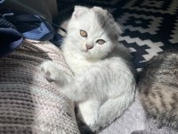 Scottish fold yavrusu
