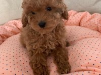 TOY POODLE YAVRULARI