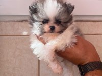 Kg garantili cep boy pomeranian yavrular max 2 kg