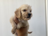 ANTALYA COCKAPOO