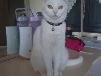 Dişi british shorthair kısır değil