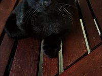 KEDİLER 15 GÜNLÜKKEN ANNELERİNİ KAYBETTİLER
