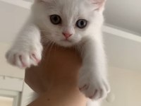 Acil Uygun Puanlı Dişi British Shorthair Yavru