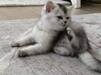 British shorthair silver renk