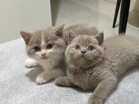 Irk garantili british shorthair bebeklerimiz