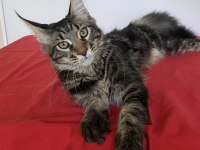 XXXL MAİNE COON ERKEK BLACK TABBY