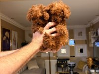Micro Teacup Poodle