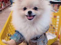 Pomeranian boo