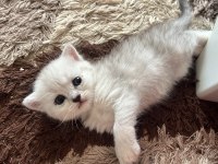 SEVECEN KEDİMİZ