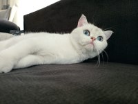 British Shorthair Can Dostumuza Yeni Yuvasını Arıyoruz