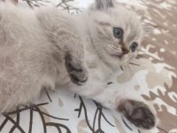 British shorthair yavru 1 mayıs doğumlu