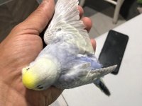 Mor Rainbow Muhabbet Kuşu Yavrular
