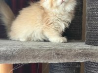 Show Kalite Soyu Belli British Longhair Golden Yavru