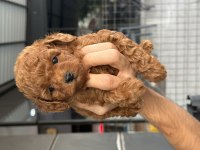Toy Poodle Bebek