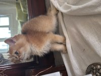 British shorthair golden yavrular