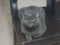 British Shorthair Paticikler