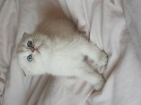 British Shorthair Silver