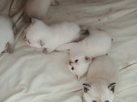 Bu british shorthair güzellere gerçek bakacak kişiler