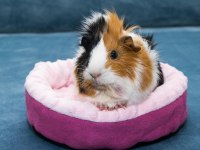 Bebek Guinea Pigler Full Evcil