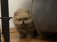 2 AYLIK ORJİNAL POMERANİAN BOO
