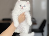 MÜKKEMMEL KALİTEDE BRİTİSH LONGHAİR YAVRUM