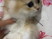 2 Aylık Erkek British Shorthair Yavru