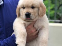 GOLDEN RETRİEVER PUPPİES KÖPEKLER