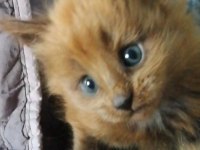 1 Aylık Maine Coon Miniler