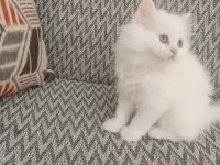 2 aylık british longhair beyaz yavrularımız