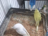 Muhabbet Kuşu çeşit çeşit
