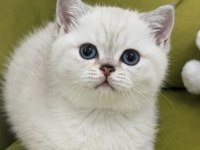 SAFKAN AA KALİTE ERKEK BRİTİSH SHORTHAİR YAVRULARIM