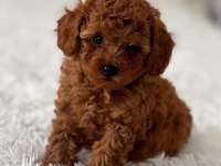 TOY POODLE BEBEKLERİ