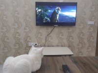 Safkan orjinal british shorthair beyaz erkek